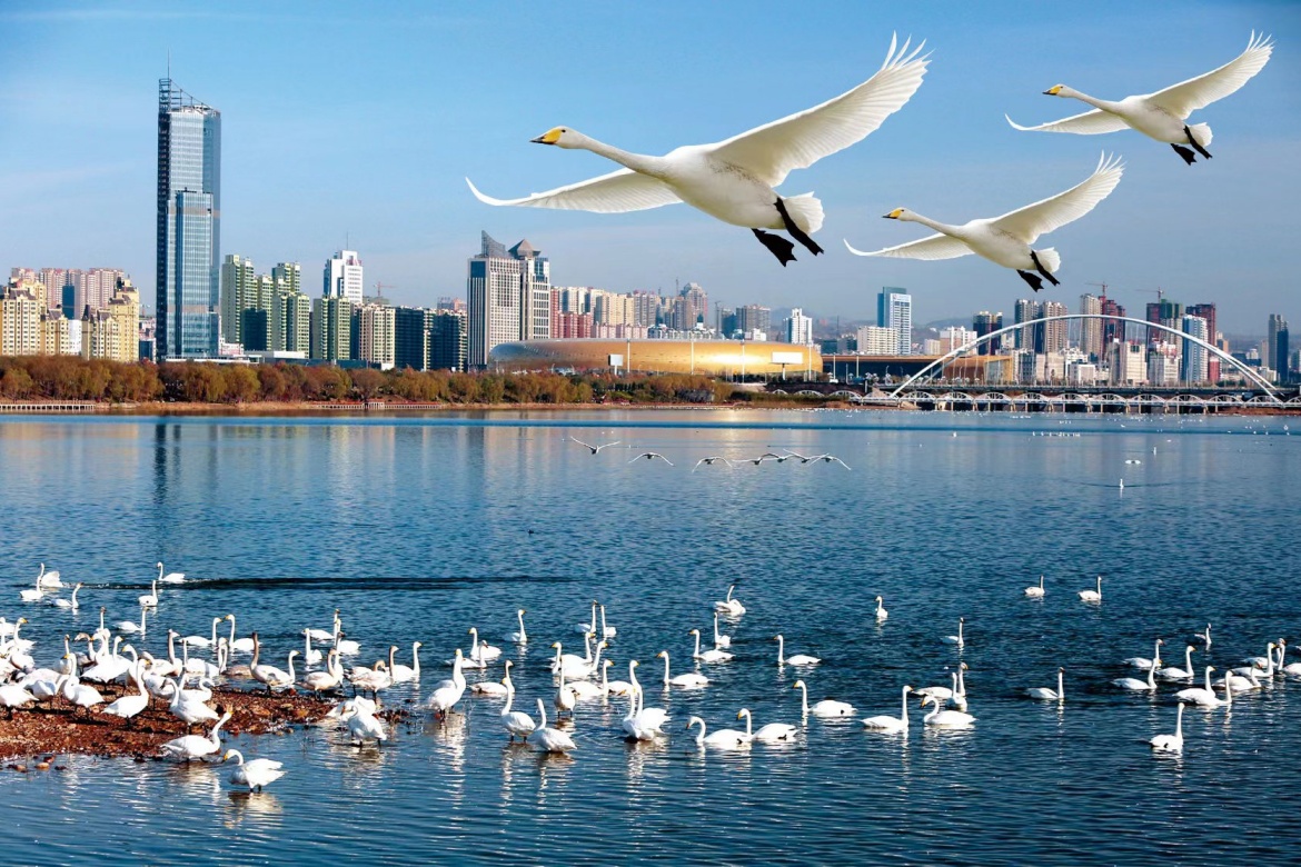 Swan Lake